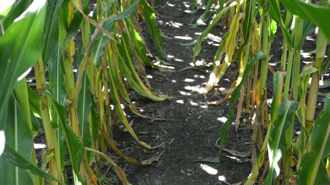 How Nitrogen Stabilizers Improve Nitrogen Efficiency with Anhydrous Ammonia