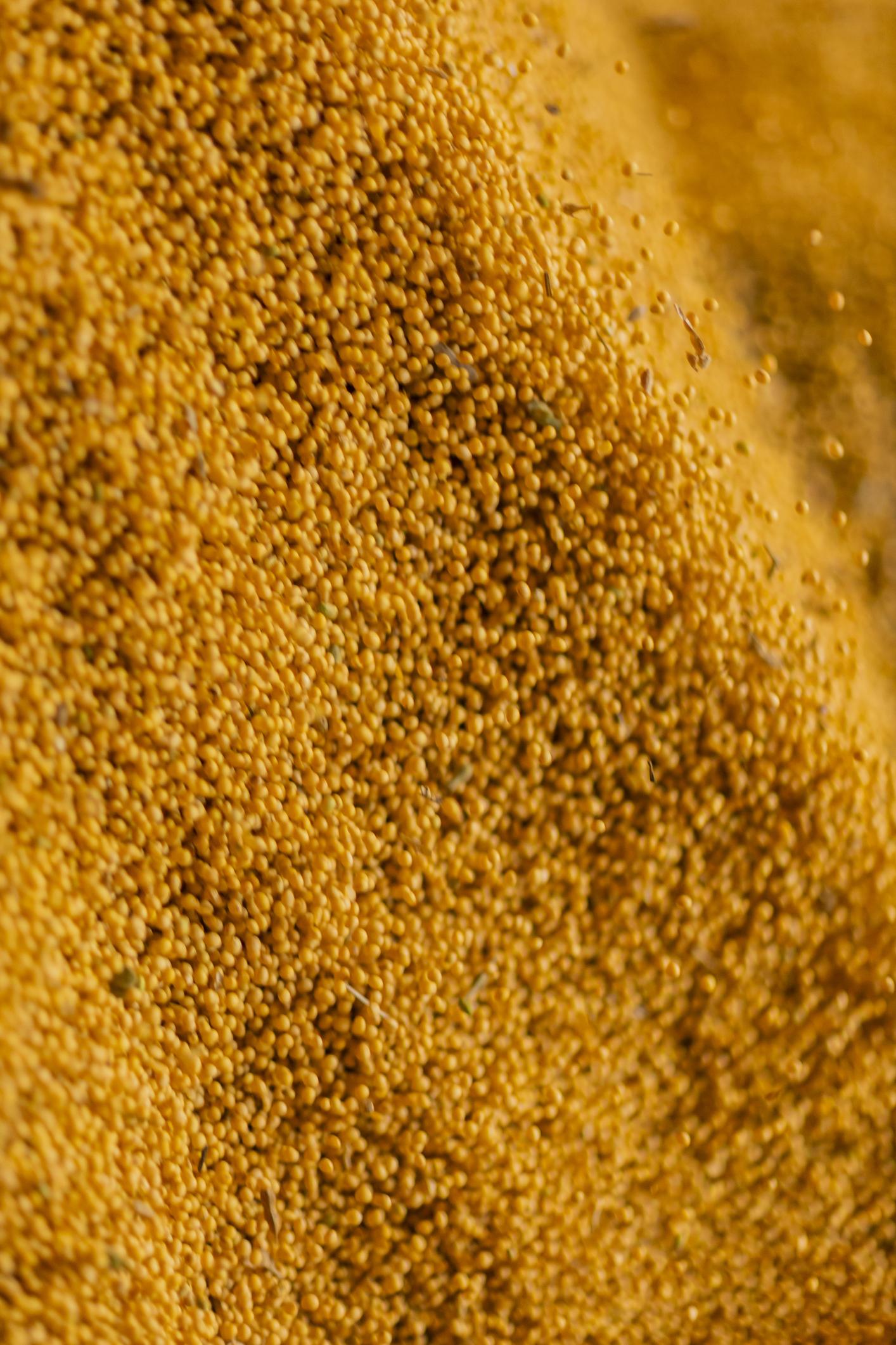 Grain Storage Best Practices for Soybeans